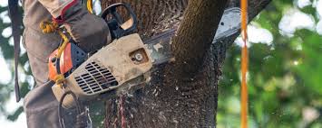 Best Tree Removal Service  in Eerlin, ND