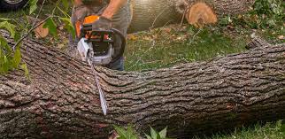 Tree and Shrub Care in Enderlin, ND