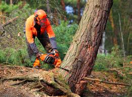 Professional  Tree Services in Enderlin, ND