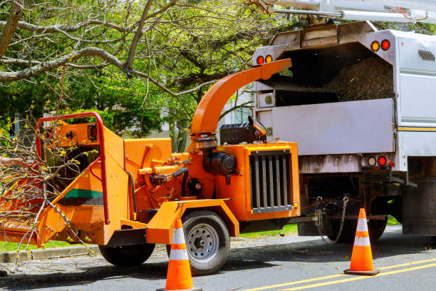 Why Choose Our Tree Removal Services in Enderlin, ND?