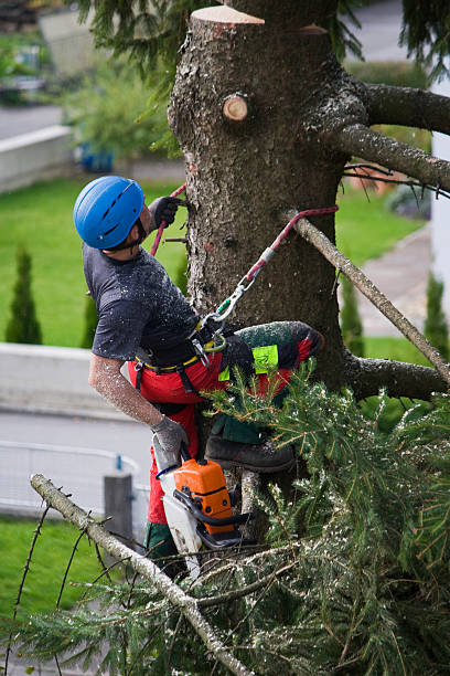 Best Tree Risk Assessment  in Eerlin, ND