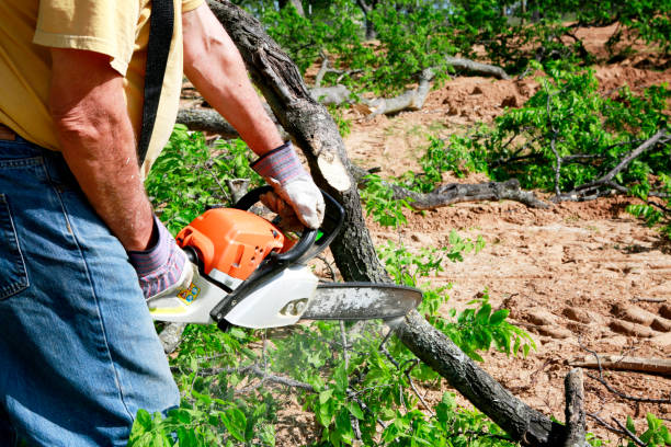 Best Lot and Land Clearing Services  in Eerlin, ND